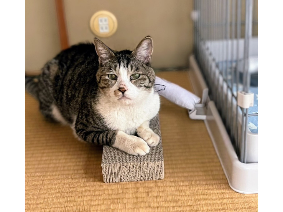 飼い主が山に遺棄した子です