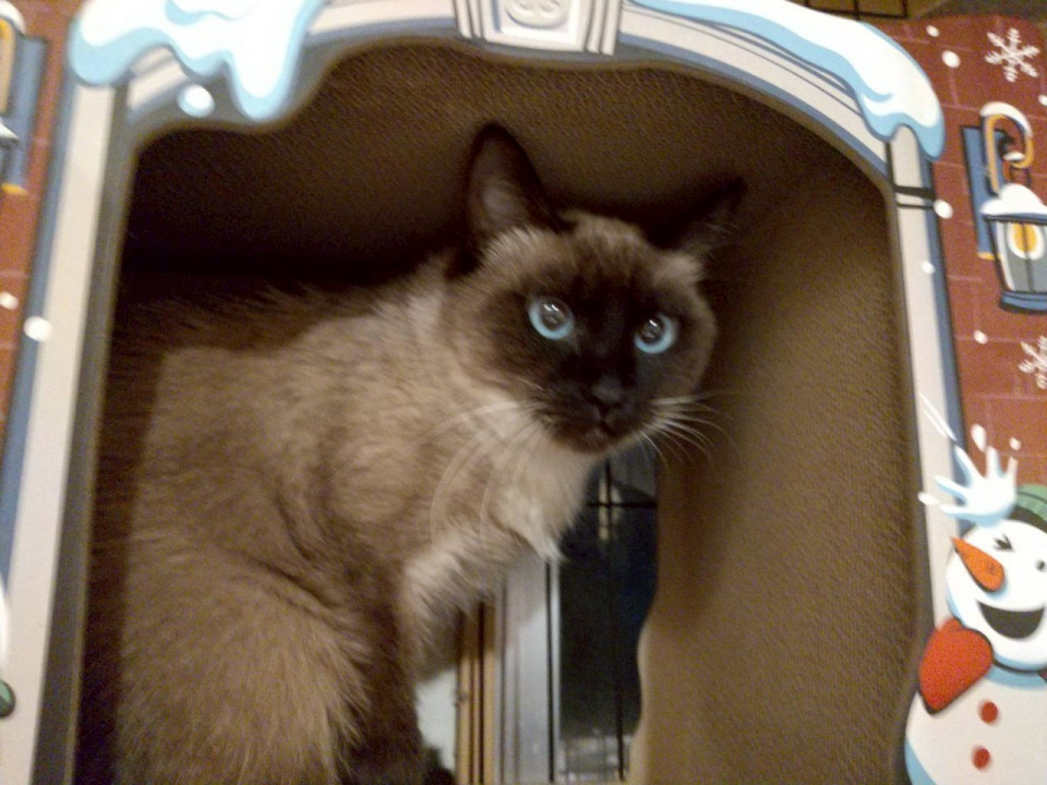 少しシャイですが甘えん坊の「ハグちゃん」