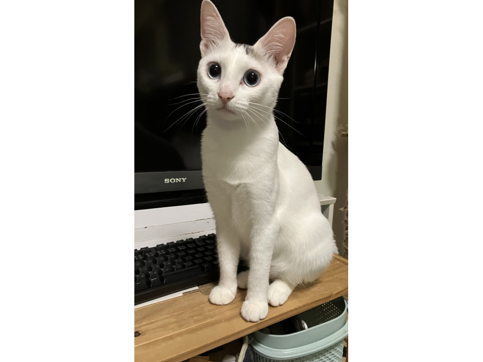 1/18日曜日さいたま市にて譲渡会開催