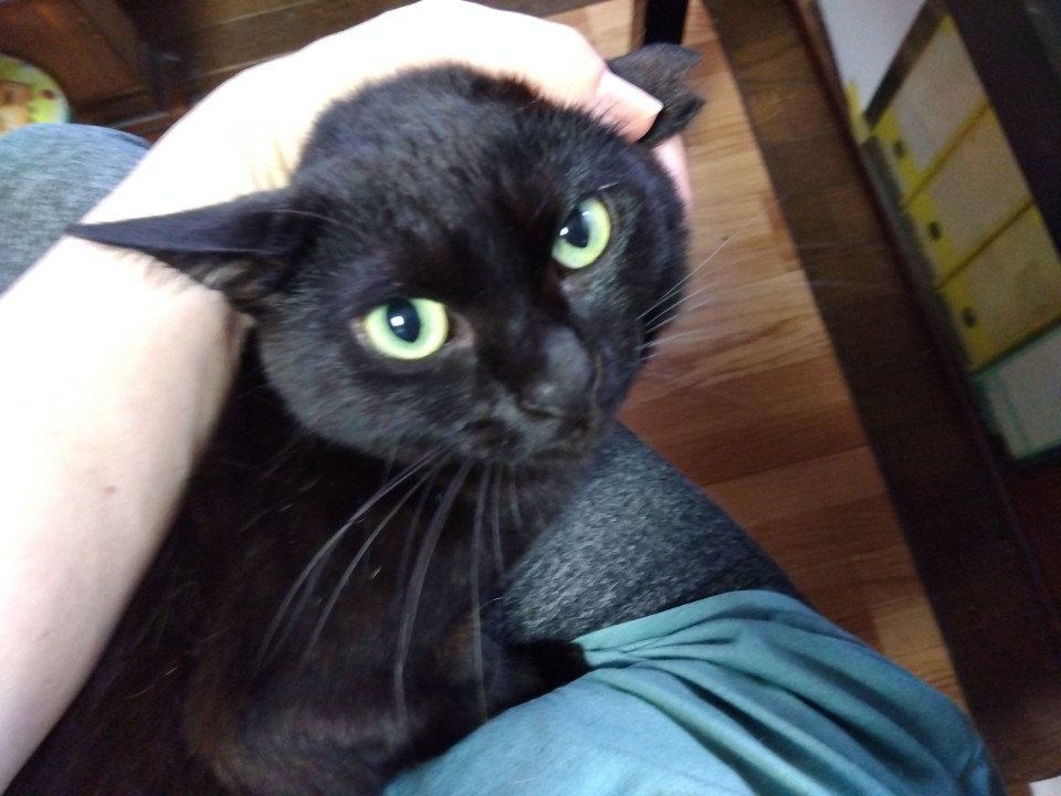 甘えん坊なビビりな黒ちゃん