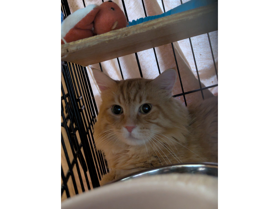 ノルウェージャン❤️飼主死亡、11歳、オ