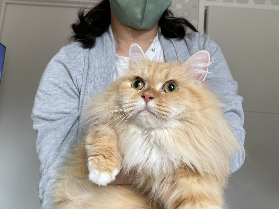 ゴージャスメインクーン風　Mac女子月見