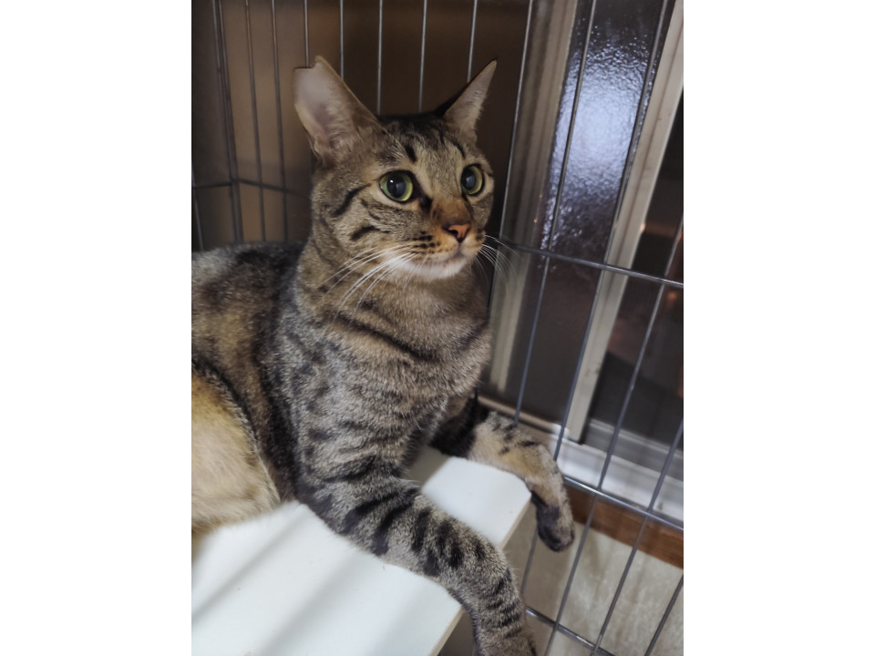 元気な猫