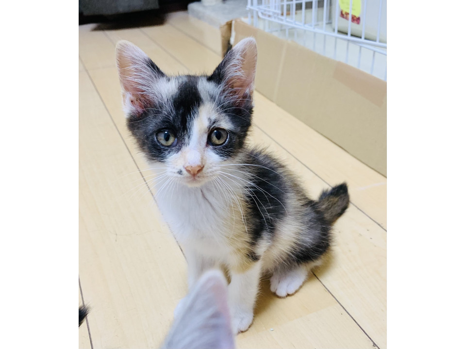 ほくろちゃん 三毛 甘えん坊