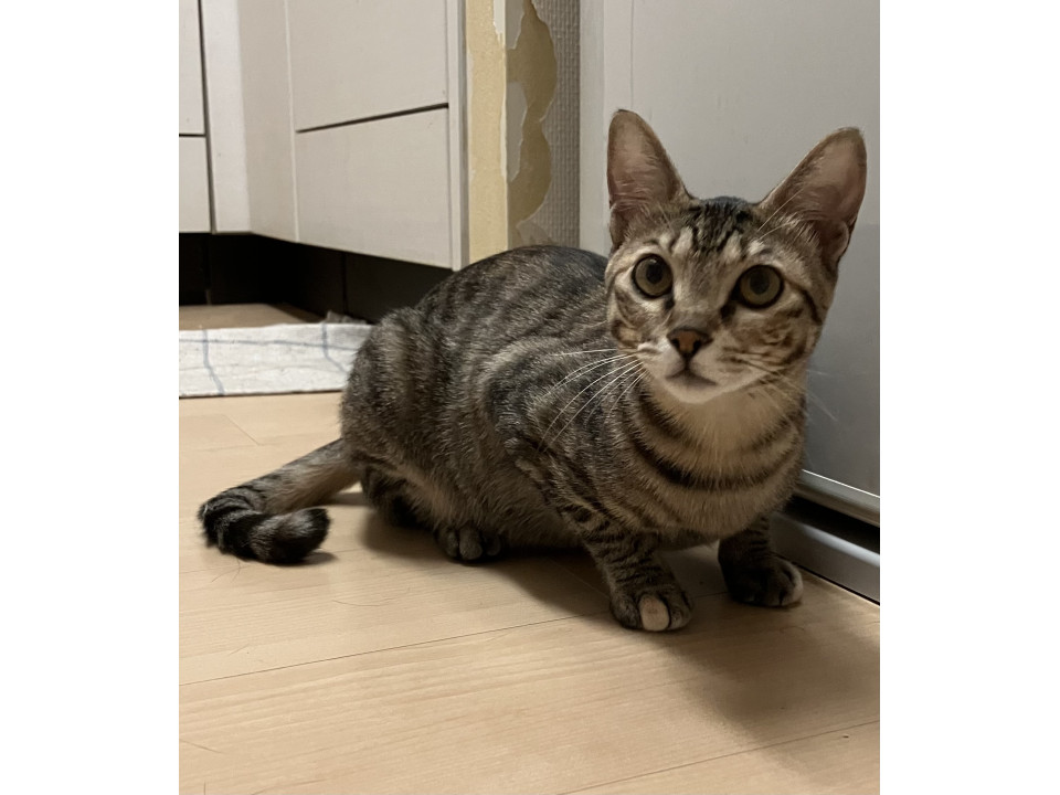 12/6日21日さいたま市にて譲渡会開催