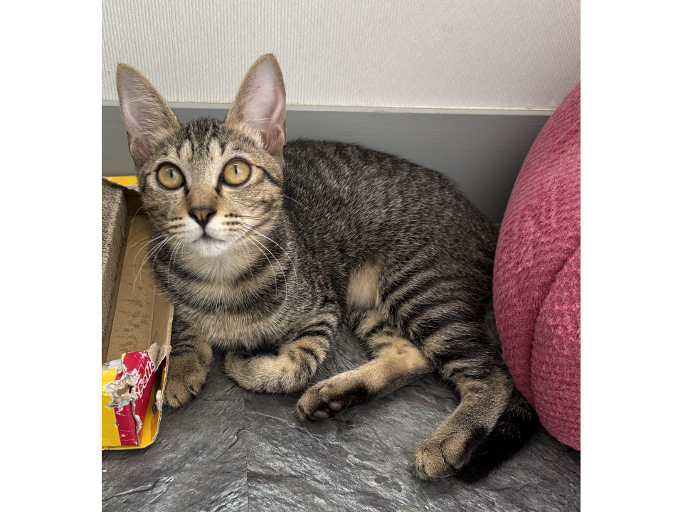 やんちゃ女子 あやめちゃん