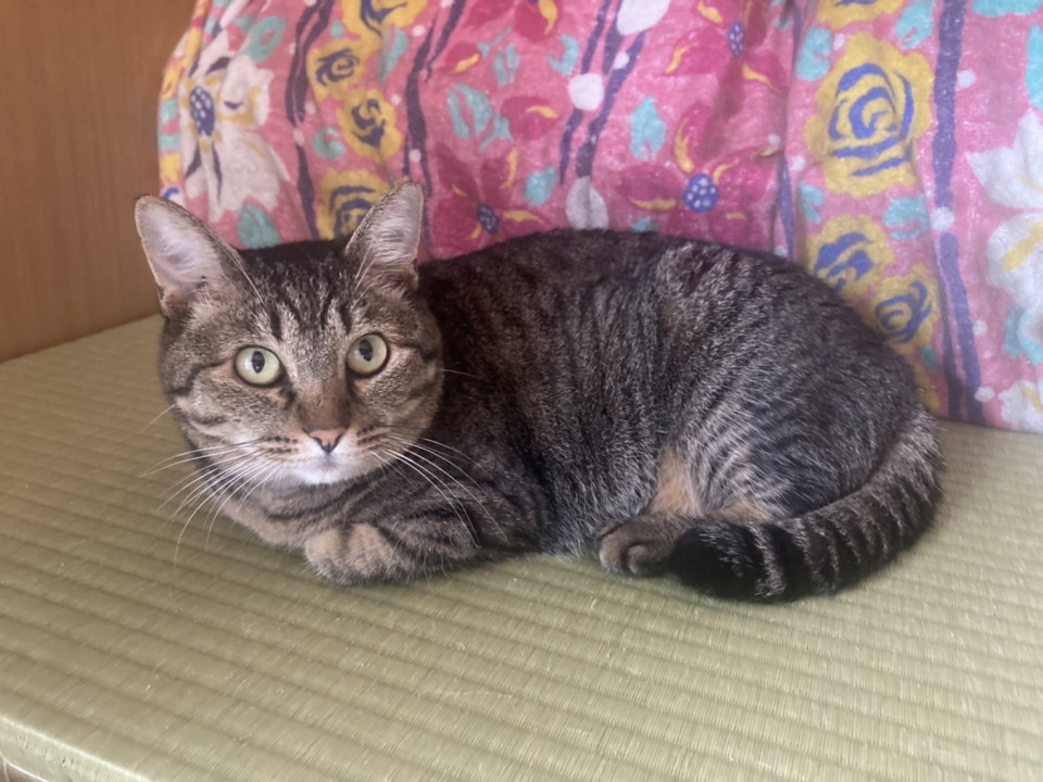 おやつ大好き☆もみじちゃん