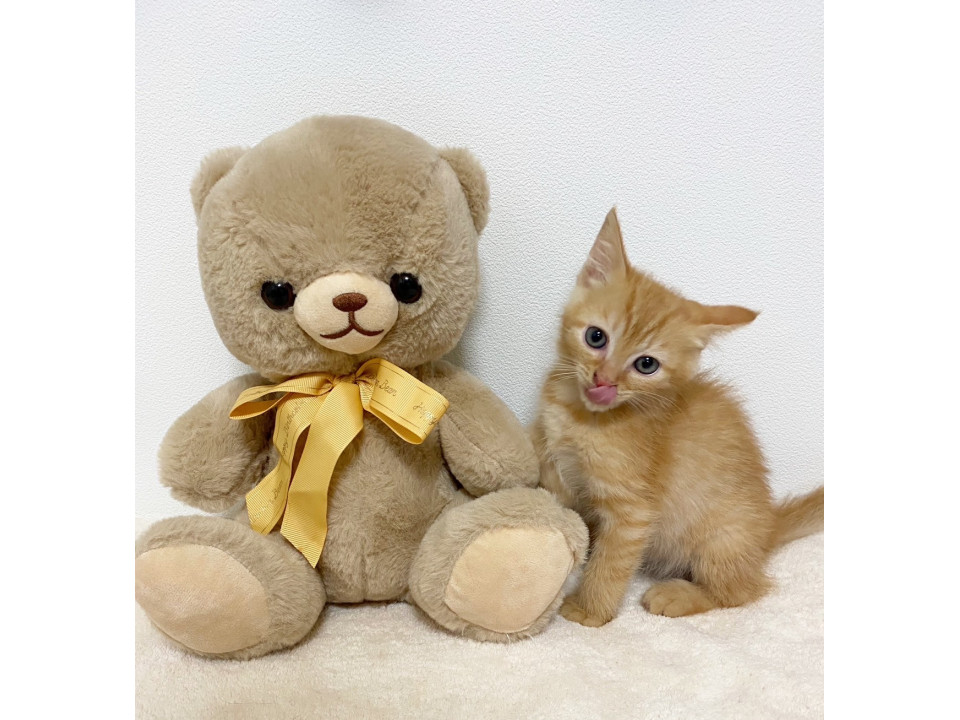 2匹兄妹ゴロゴロ甘えたいネム君です♡