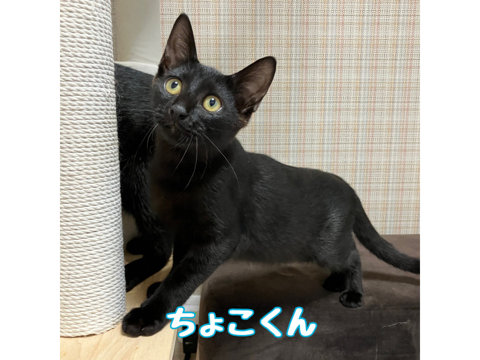 ちょこくん(仲良しの ちょび と一緒に)