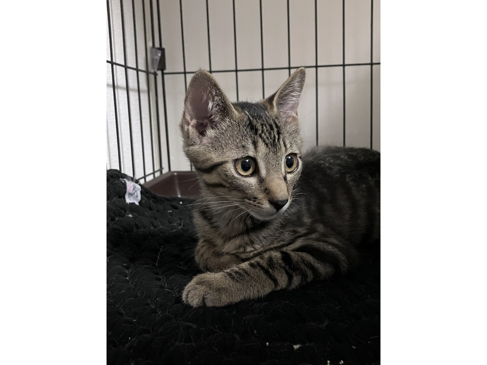 すこーし顔が大きいキジトラ女子　はな豆