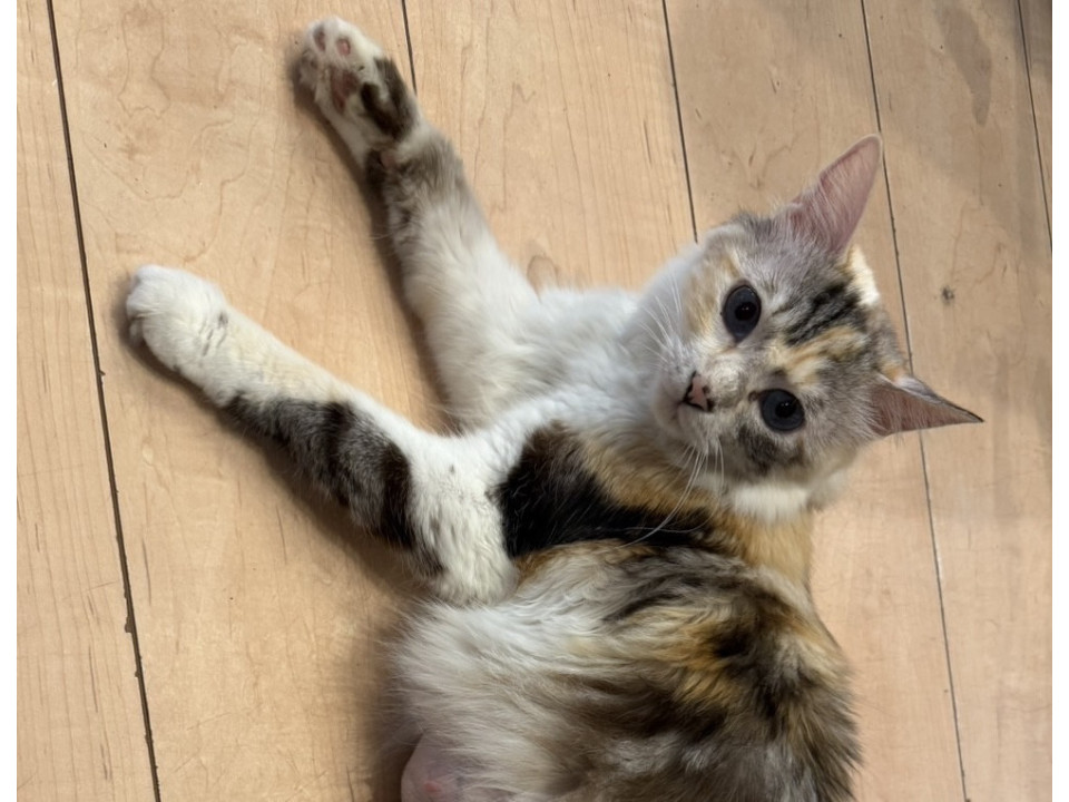 ふわふわちょっと長毛のみけちゃん