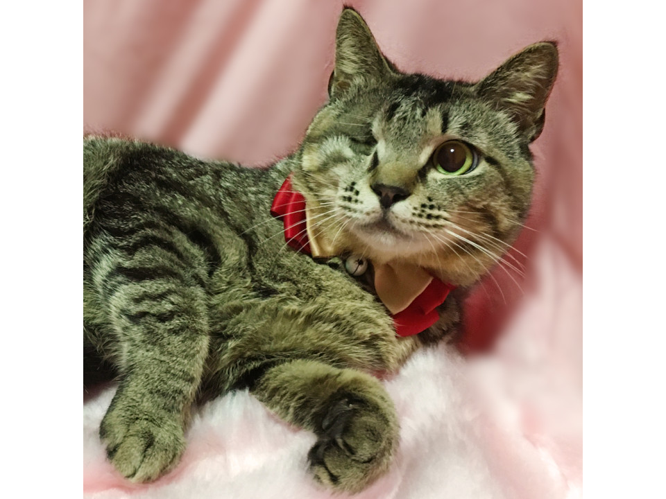 ハンディ♪片目の甘えん坊の男の子 2歳