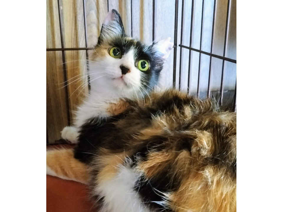 エイズだけど…元気いっぱい麗しのココ姫