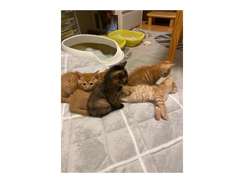 4月20日生まれの5姉妹