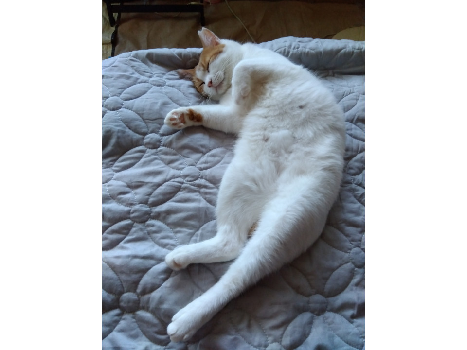 白茶のおとなしい甘えん坊な女の子