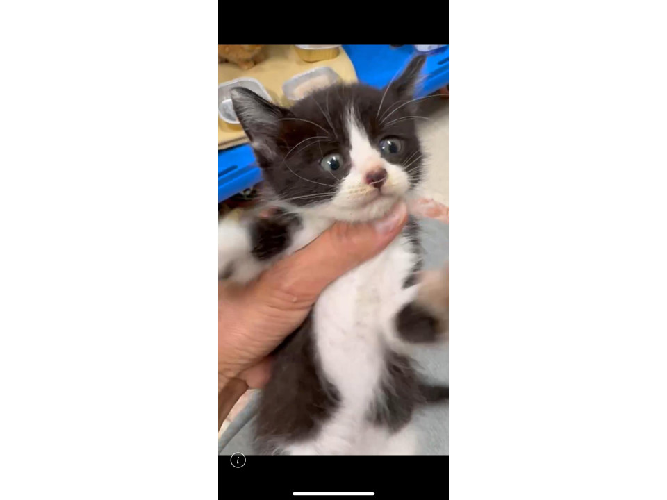 甘えん坊でかわいいハチワレ君