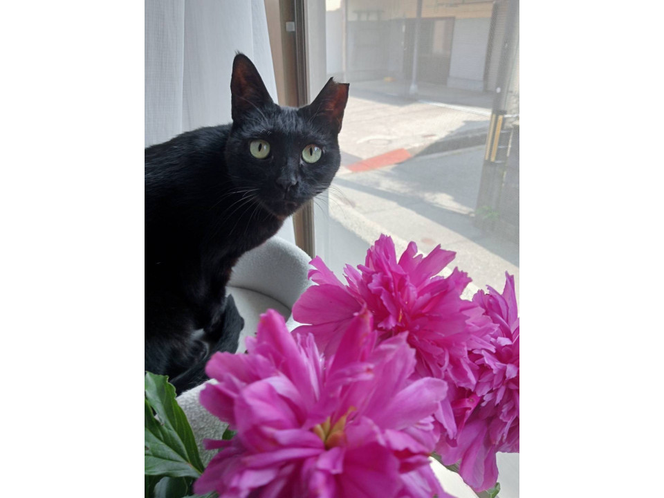 甘えん坊の黒猫さん