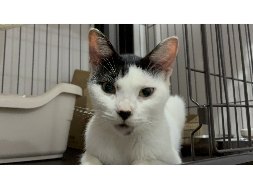 保護主さんのお家の子になりました