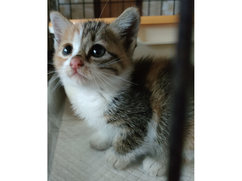 つぶらな瞳がたまりません