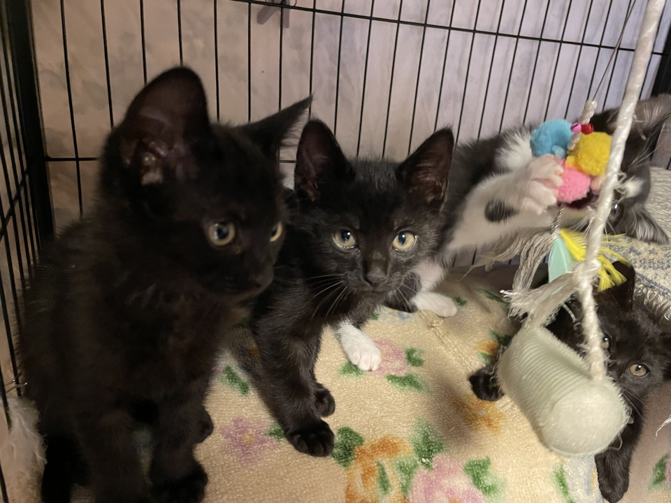3ヶ月の黒猫♪お顔もかわいい♀