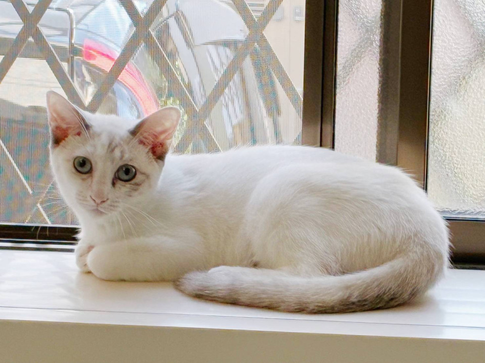 10/5堺市里親会☆ウニちゃん