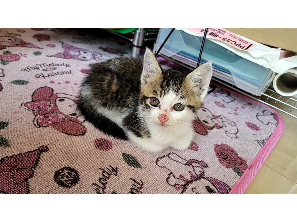 子猫
