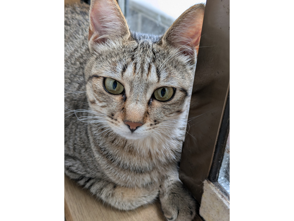 ツンデレなキジトラ姫