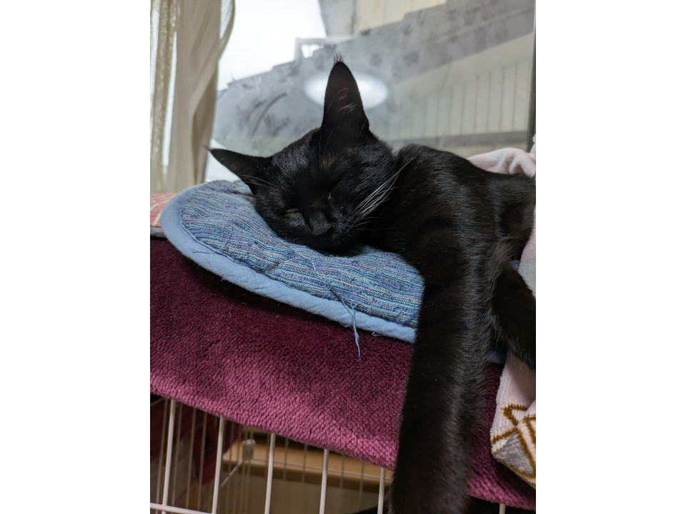 超甘えん坊な黒猫ちゃん