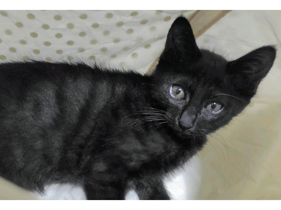 フレンドリーな黒猫(黒トラ?)の男の子