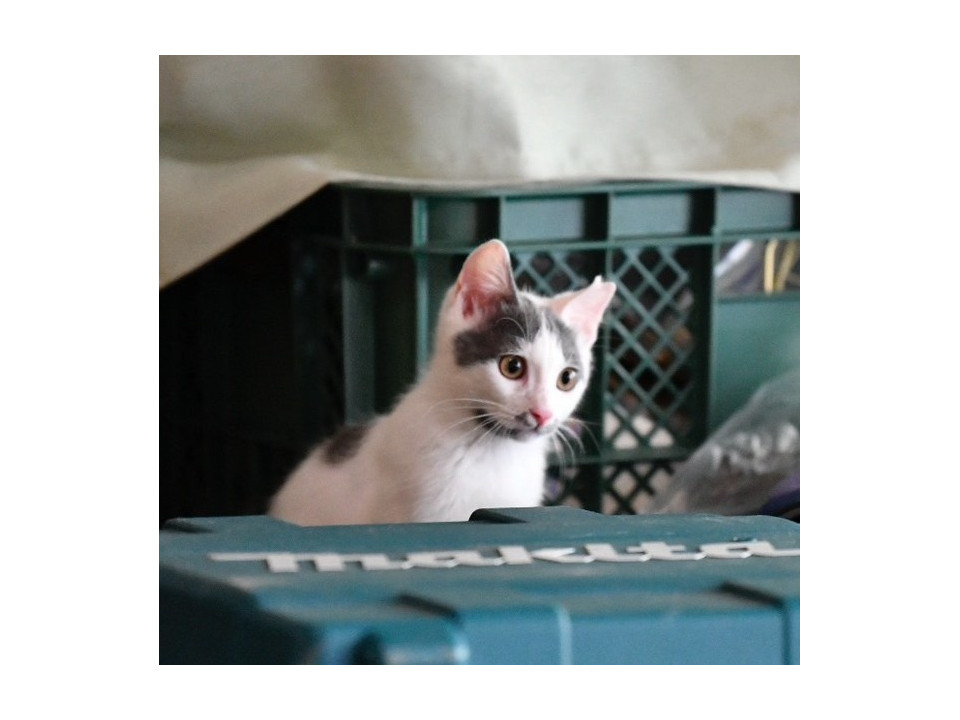 あごのぶちがかわいい♡インスタも見てね！