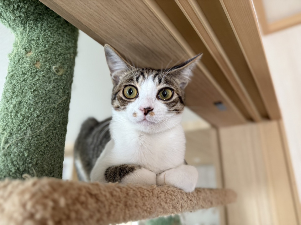 猫らしい可愛い女の子みかんちゃん