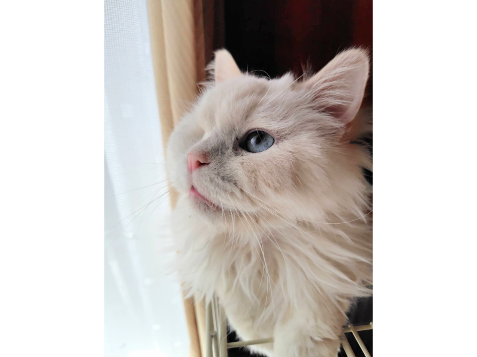 カルボナーラ12/21譲渡会参加予定