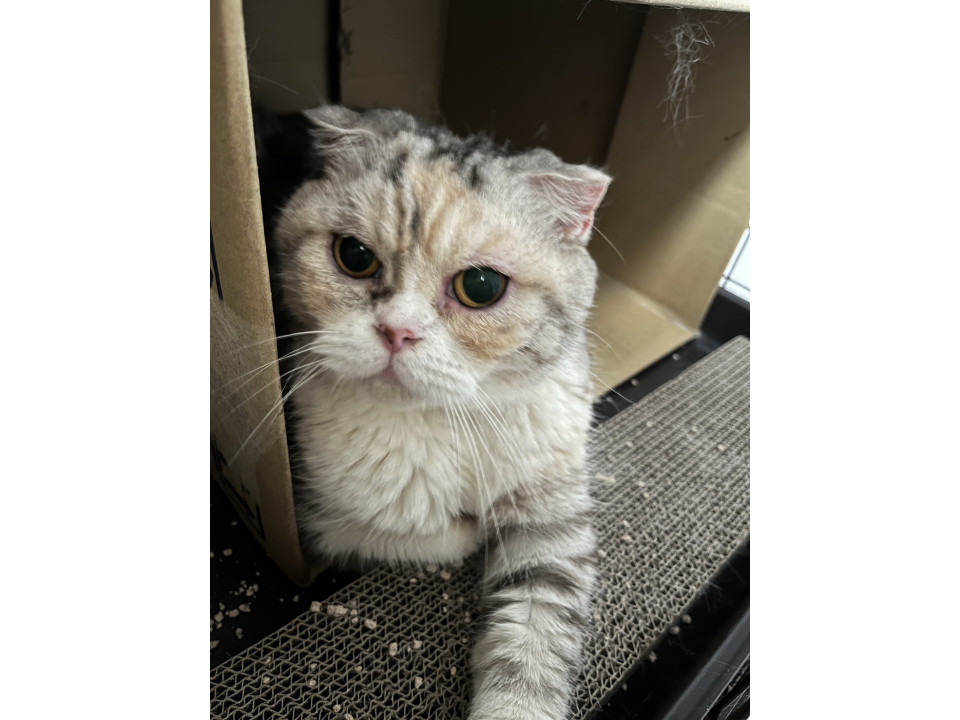 チャビスコ12/21(日)譲渡会参加予定