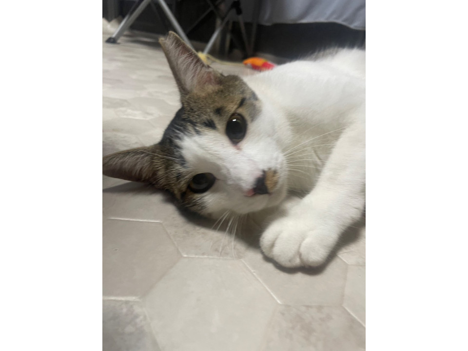 サチくん、甘えん坊のグリグリ巻しっぽ♪