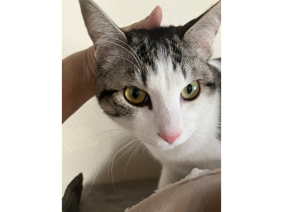 穏やかな性格抜群に良い男の子です。