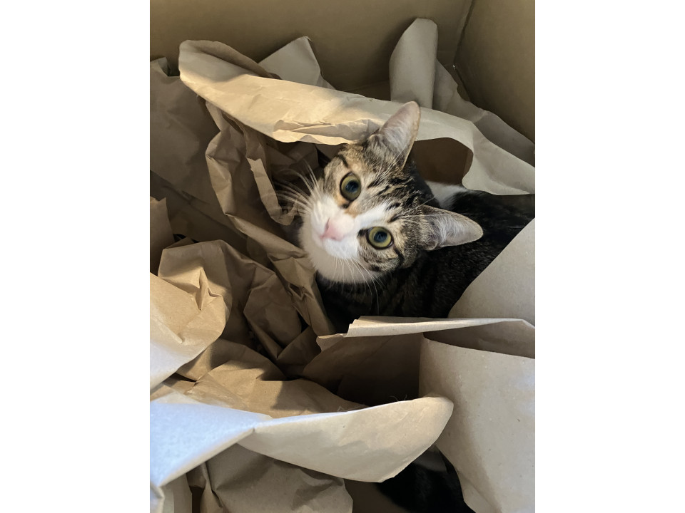 可愛い女の子です。