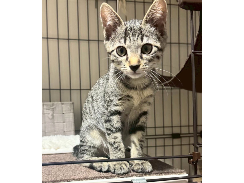 キジの女の子コッチ