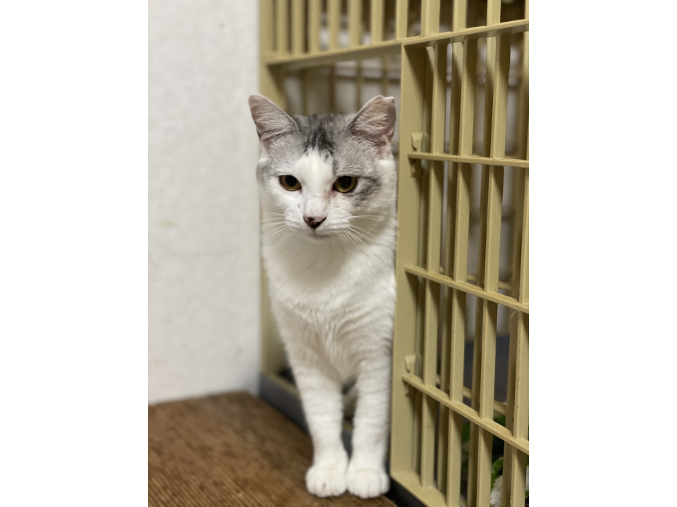 白菊　女の子　３歳くらい家族募集中