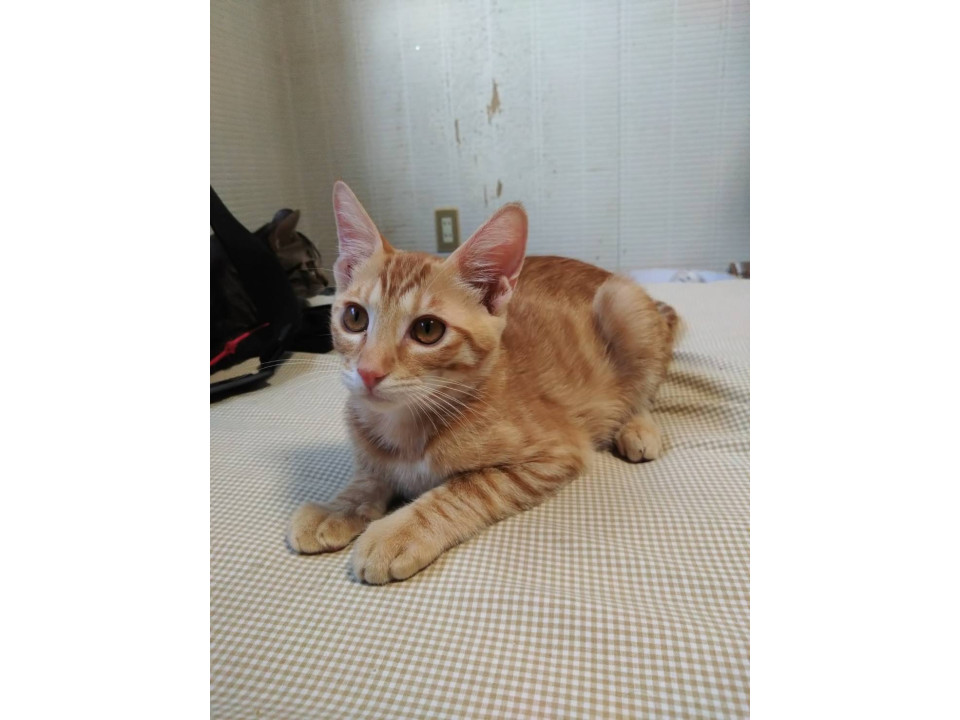 可愛いらしい茶トラの男の子