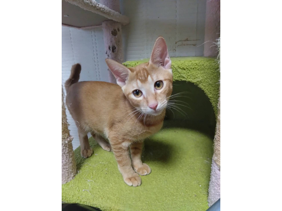 可愛いらしい茶色くん（縞模様なし)