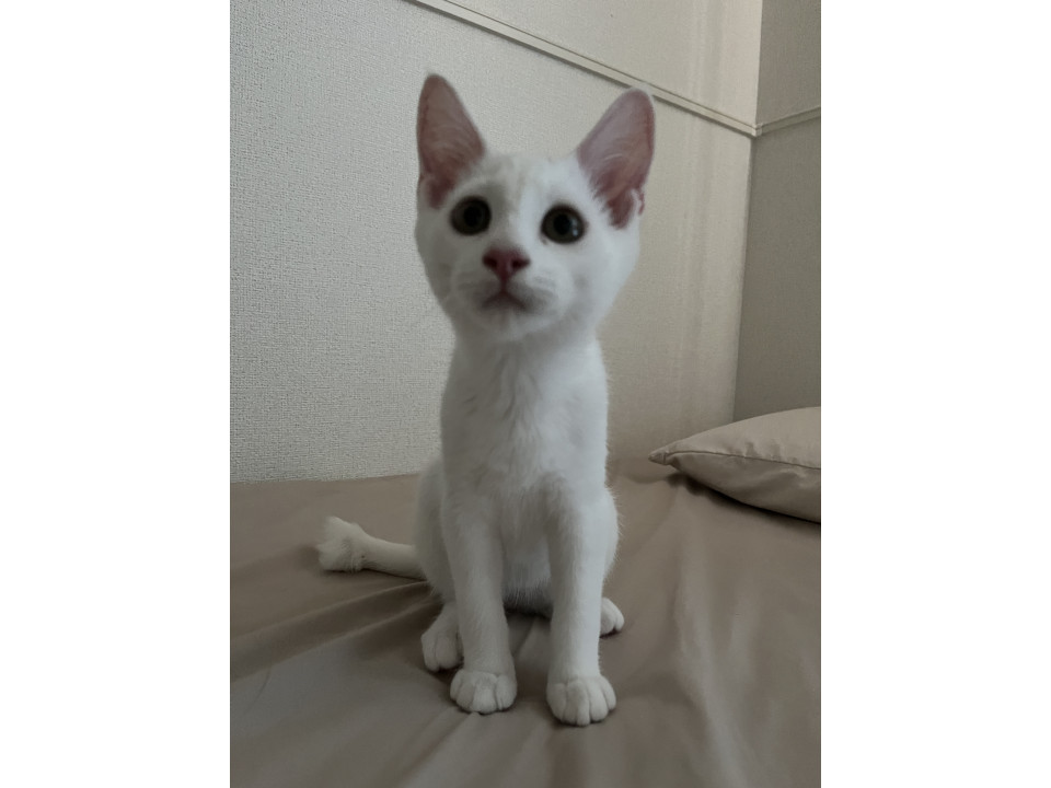 真っ白な男の子2