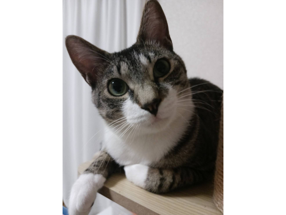 ブラッシング大好きな北斗くん