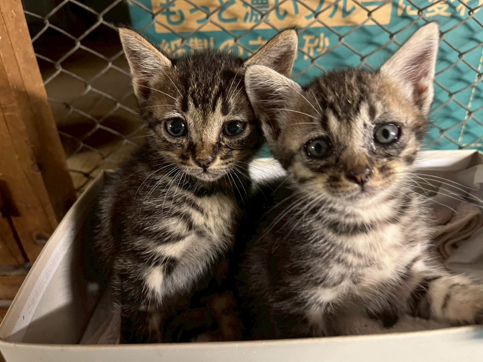 左:デベソなキジトラくん♪