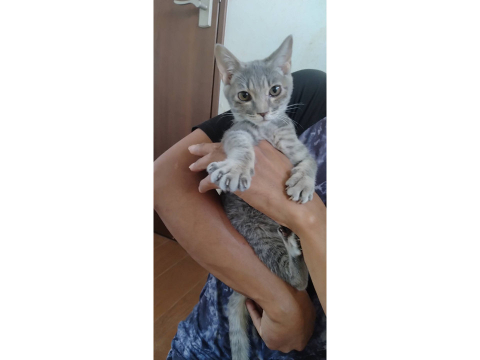 ごみ倉庫から生還子猫