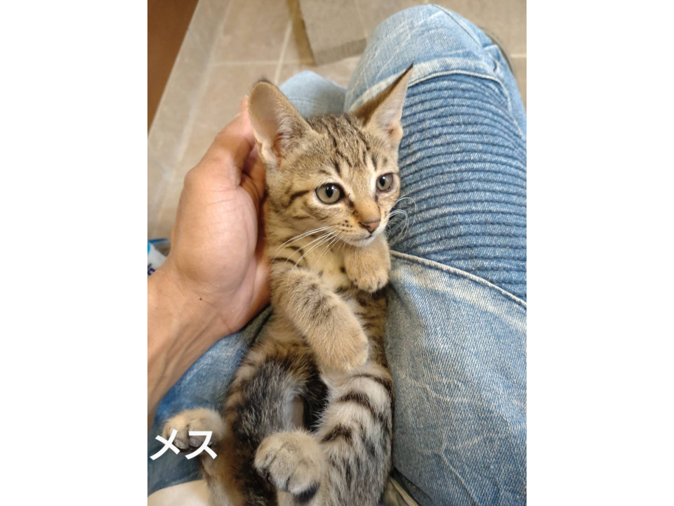 ゴミ倉庫から生還子猫