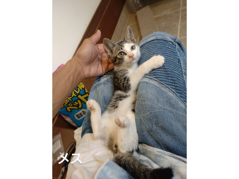 ごみ倉庫から生還子猫