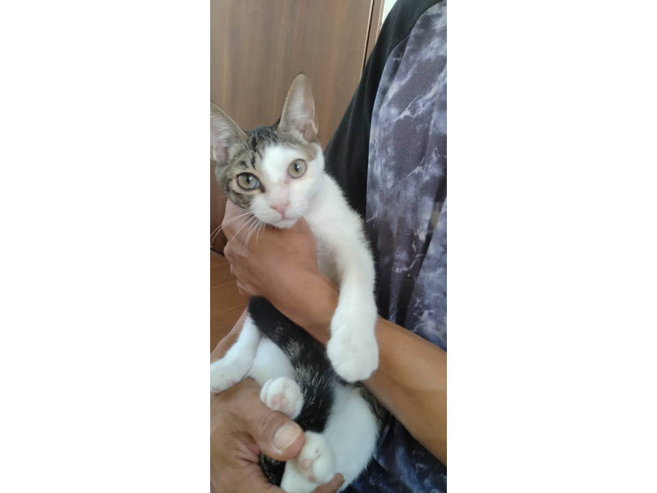 ごみ倉庫から生還子猫