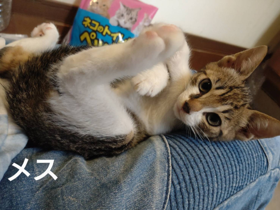 ごみ倉庫から生還子猫