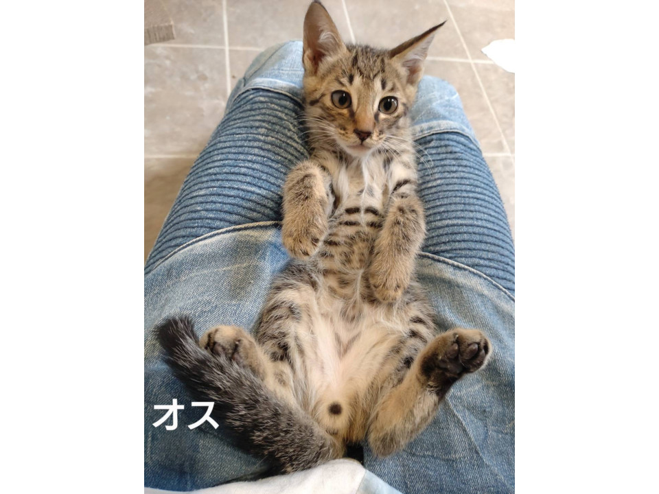 ごみ倉庫から生還子猫