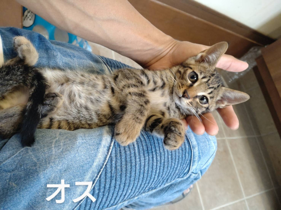 ごみ倉庫から生還子猫